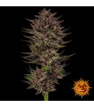 Frosted Zinn x Cookie Dog Auto