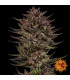 Frosted Zinn x Cookie Dog Auto - Barney's Farm