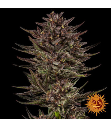 Frosted Zinn x Cookie Dog Auto - Barney's Farm