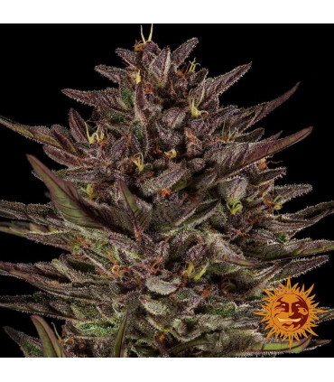 Frosted Zinn x Cookie Dog Auto - Barney's Farm