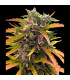 GG4 Auto Barney's Farm - Αυτόματοι Σπόροι Κάνναβης