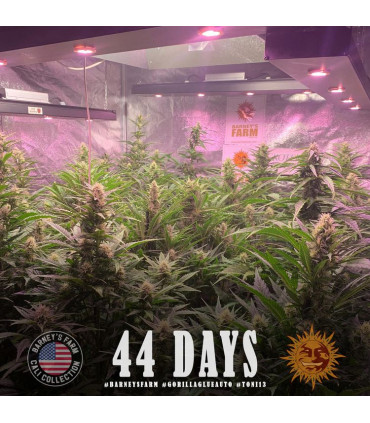 GG4 Auto Barney's Farm - Αυτόματοι Σπόροι Κάνναβης
