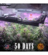 GG4 Auto Barney's Farm - Αυτόματοι Σπόροι Κάνναβης