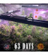 GG4 Auto Barney's Farm - Αυτόματοι Σπόροι Κάνναβης