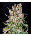 GMO Auto