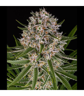 Lemon Haze Auto Barney's Farm - Αυτόματοι Σπόροι Κάνναβης