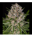 Lemon Haze Auto