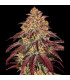 Mimosa x Orange Punch Auto - Barney's Farm