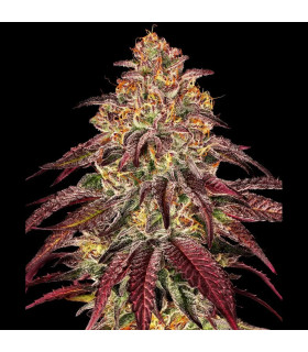 Mimosa x Orange Punch Auto - Barney's Farm