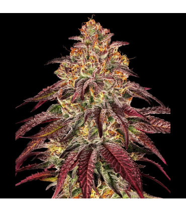 Mimosa x Orange Punch Auto - Barney's Farm