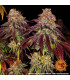 Mimosa x Orange Punch Auto - Barney's Farm