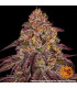 Mimosa x Orange Punch Auto - Barney's Farm