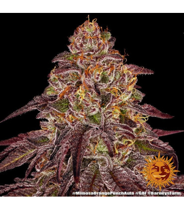 Mimosa x Orange Punch Auto - Barney's Farm