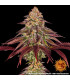 Mimosa x Orange Punch Auto - Barney's Farm