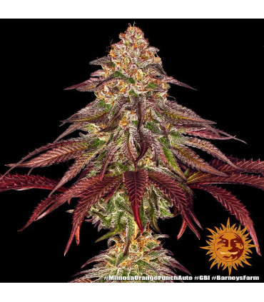 Mimosa x Orange Punch Auto - Barney's Farm