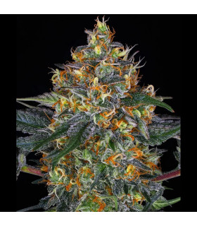 Moby Dick Auto Barney's Farm - Αυτόματοι Σπόροι Κάνναβης