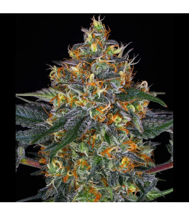 Moby Dick Auto Barney's Farm - Αυτόματοι Σπόροι Κάνναβης