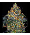 Moby Dick Auto