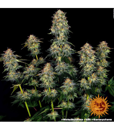 Moby Dick Auto Barney's Farm - Αυτόματοι Σπόροι Κάνναβης
