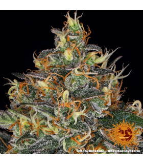 Moby Dick Auto