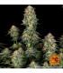 Moby Dick Auto Barney's Farm - Αυτόματοι Σπόροι Κάνναβης