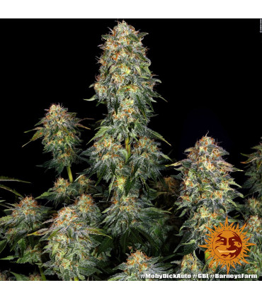 Moby Dick Auto Barney's Farm - Αυτόματοι Σπόροι Κάνναβης