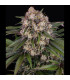 OG Kush Auto Barney's Farm - Αυτόματοι Σπόροι Κάνναβης