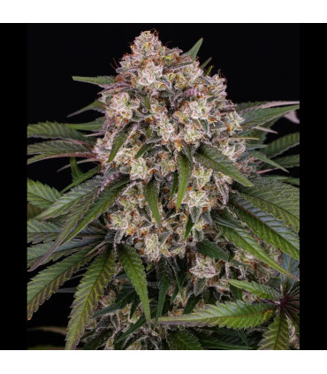 OG Kush Auto Barney's Farm - Αυτόματοι Σπόροι Κάνναβης