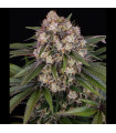 OG Kush Auto