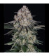 Sour Diesel Auto Barney's Farm - Αυτόματοι Σπόροι Κάνναβης