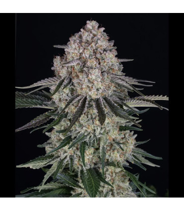 Sour Diesel Auto Barney's Farm - Αυτόματοι Σπόροι Κάνναβης