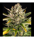 Strawberry Cheesecake Auto Barney's Farm - Αυτόματοι Σπόροι