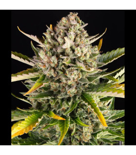 Strawberry Cheesecake Auto Barney's Farm - Αυτόματοι Σπόροι