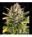 Strawberry Cheesecake Auto