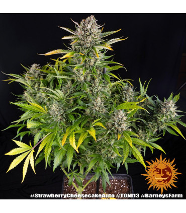 Strawberry Cheesecake Auto Barney's Farm - Αυτόματοι Σπόροι