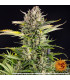 Strawberry Cheesecake Auto Barney's Farm - Αυτόματοι Σπόροι