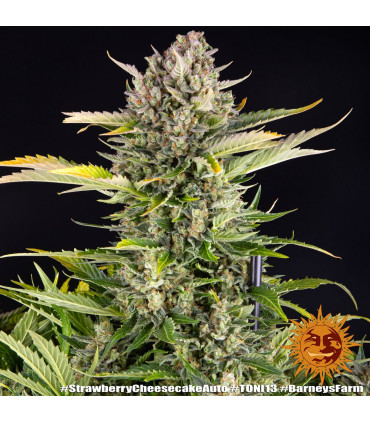 Strawberry Cheesecake Auto Barney's Farm - Αυτόματοι Σπόροι