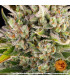 Strawberry Cheesecake Auto Barney's Farm - Αυτόματοι Σπόροι