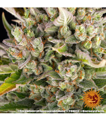 Strawberry Cheesecake Auto Barney's Farm - Αυτόματοι Σπόροι