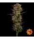 Thin Mint x Sour Pinot Auto Barney's Farm - Αυτόματοι Σπόροι