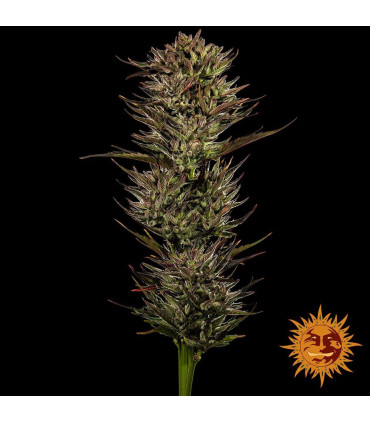 Thin Mint x Sour Pinot Auto Barney's Farm - Αυτόματοι Σπόροι