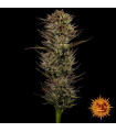 Thin Mint x Sour Pinot Auto
