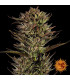 Thin Mint x Sour Pinot Auto Barney's Farm - Αυτόματοι Σπόροι