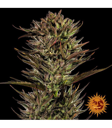 Thin Mint x Sour Pinot Auto Barney's Farm - Αυτόματοι Σπόροι