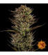 Thin Mint x Sour Pinot Auto Barney's Farm - Αυτόματοι Σπόροι