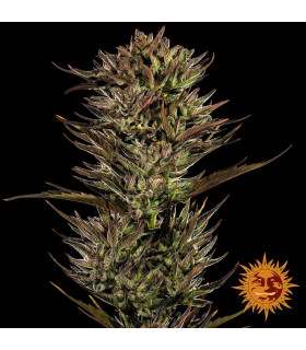 Thin Mint x Sour Pinot Auto