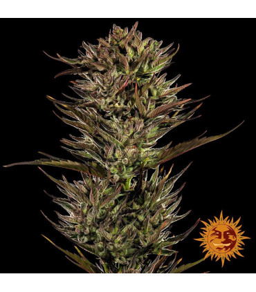 Thin Mint x Sour Pinot Auto Barney's Farm - Αυτόματοι Σπόροι