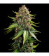 White Widow XXL Auto Barney's Farm - Αυτόματοι Σπόροι