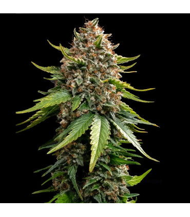 White Widow XXL Auto Barney's Farm - Αυτόματοι Σπόροι