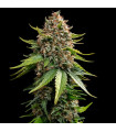 White Widow XXL Auto